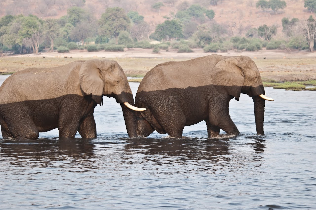 Elephants crossing river