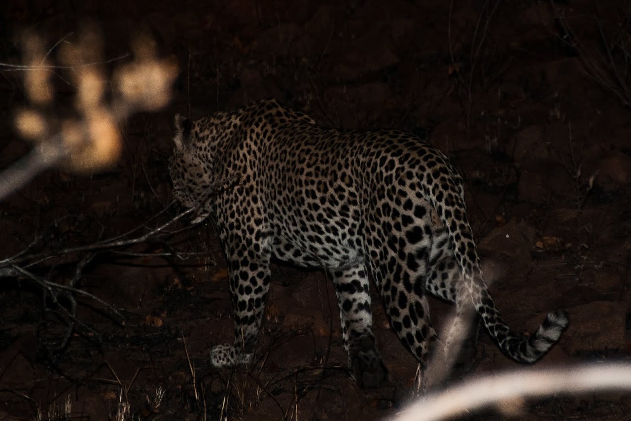 Cheetah butt
