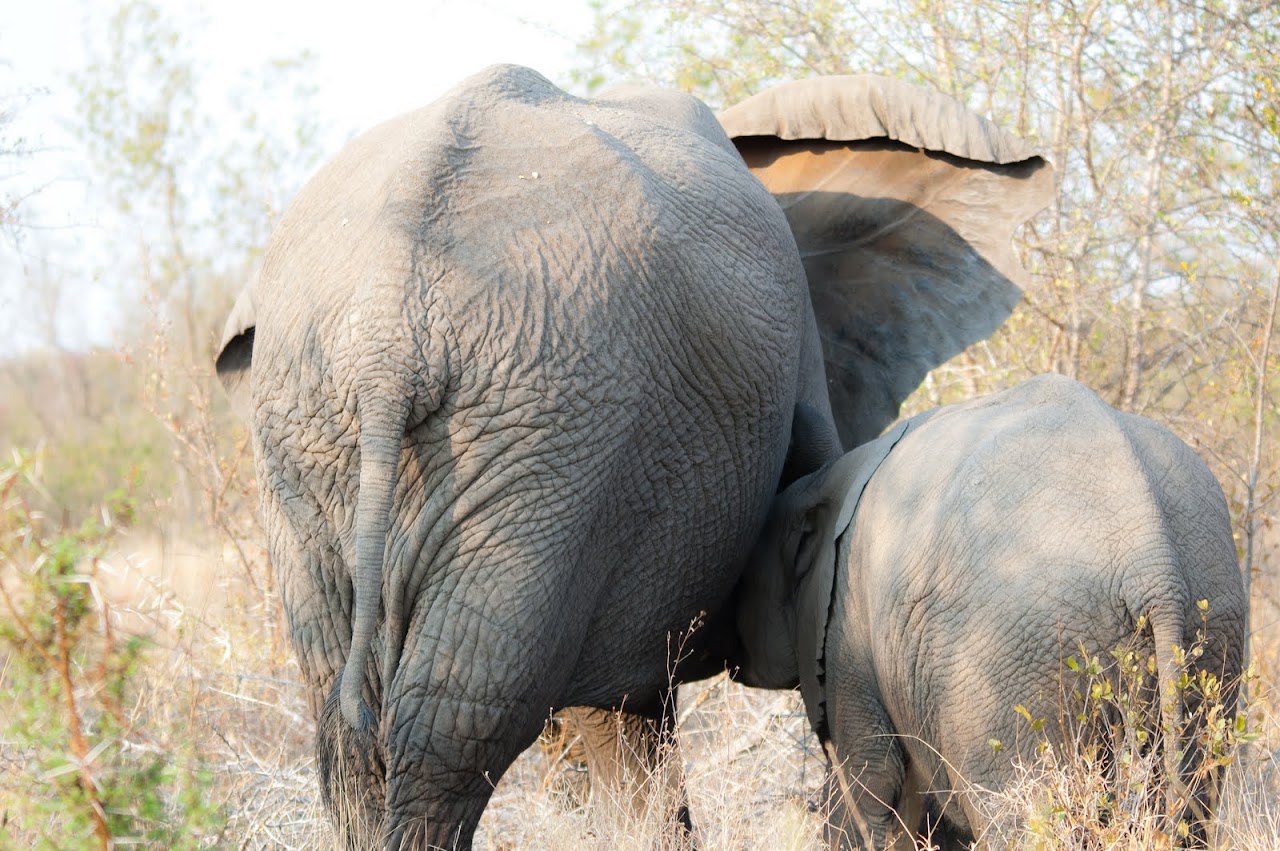 Elephants suckling