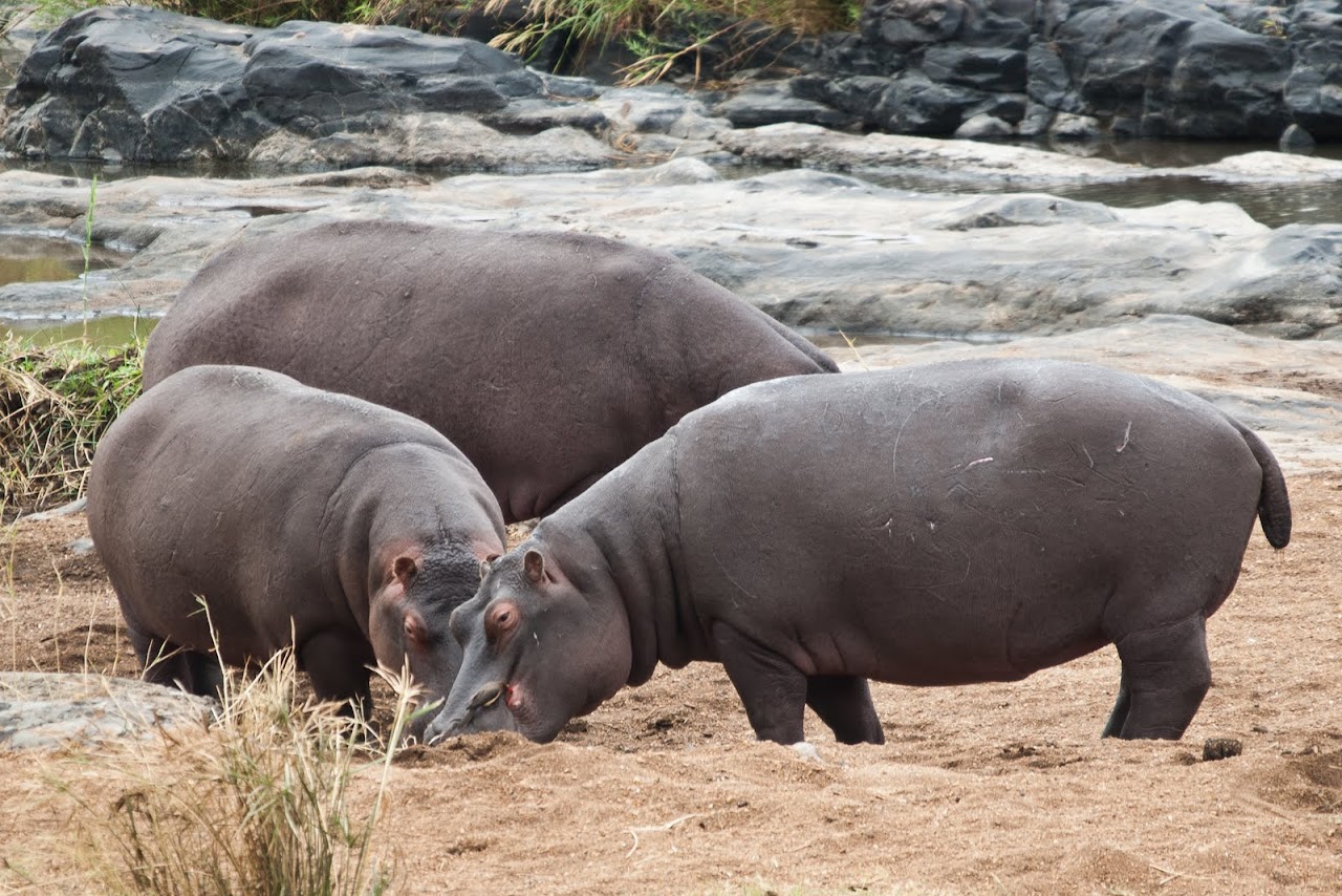 Hippos