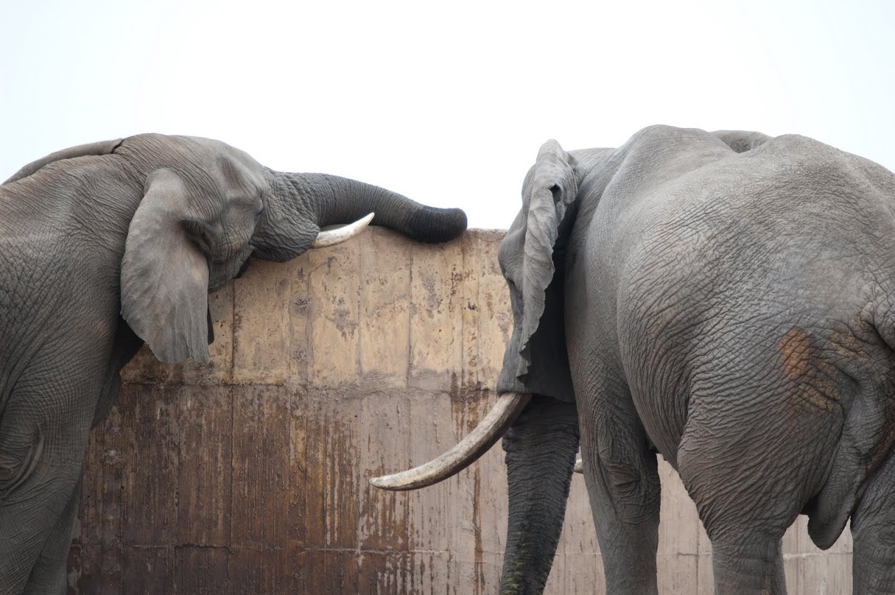 Elephants
