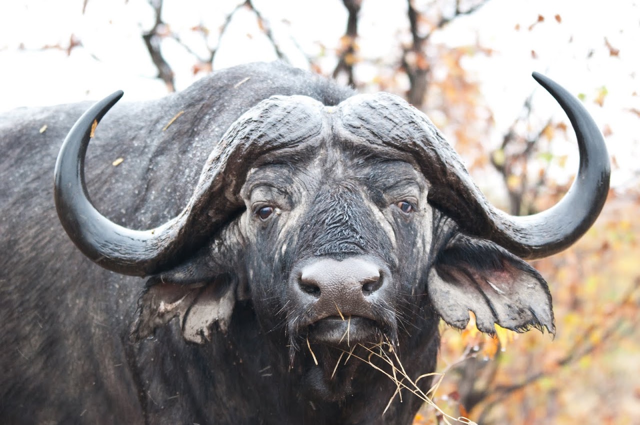 Water buffalo
