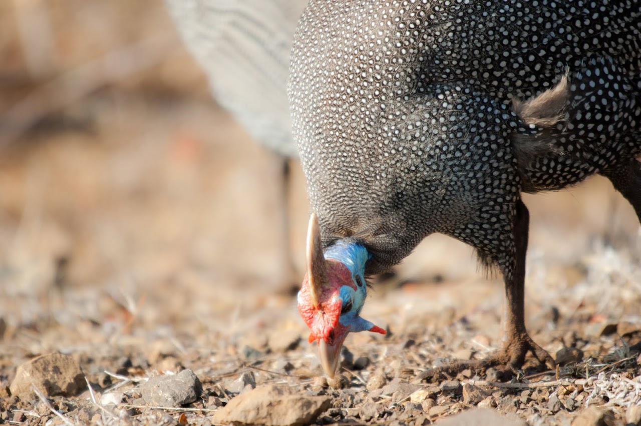 Guinea hen