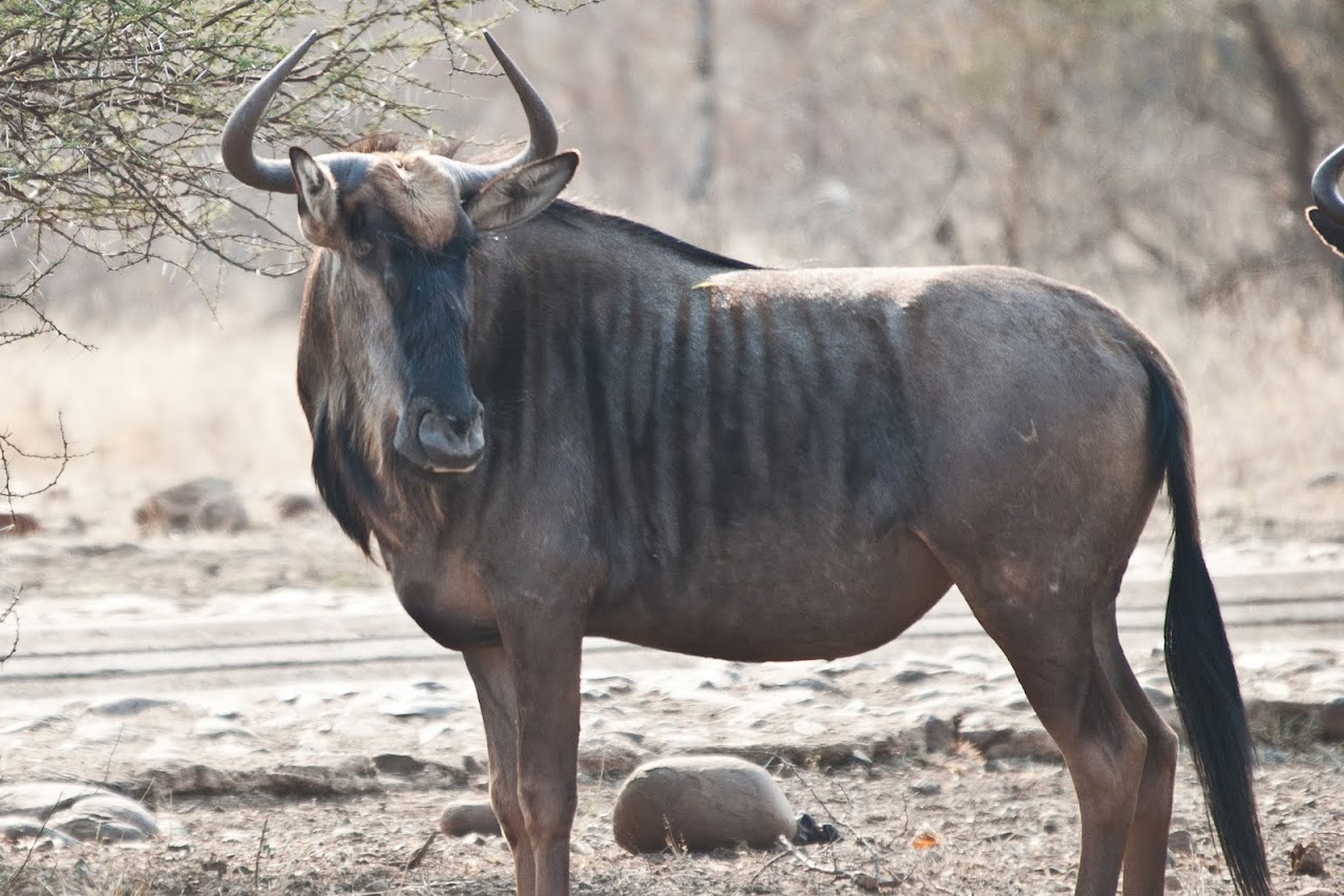Wildebeest