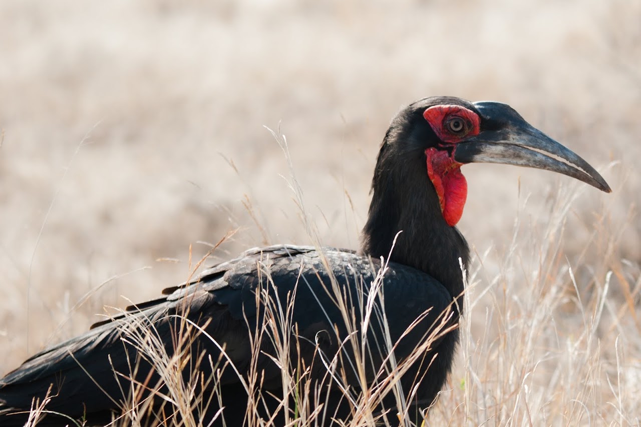 Southern Ground Hornbill