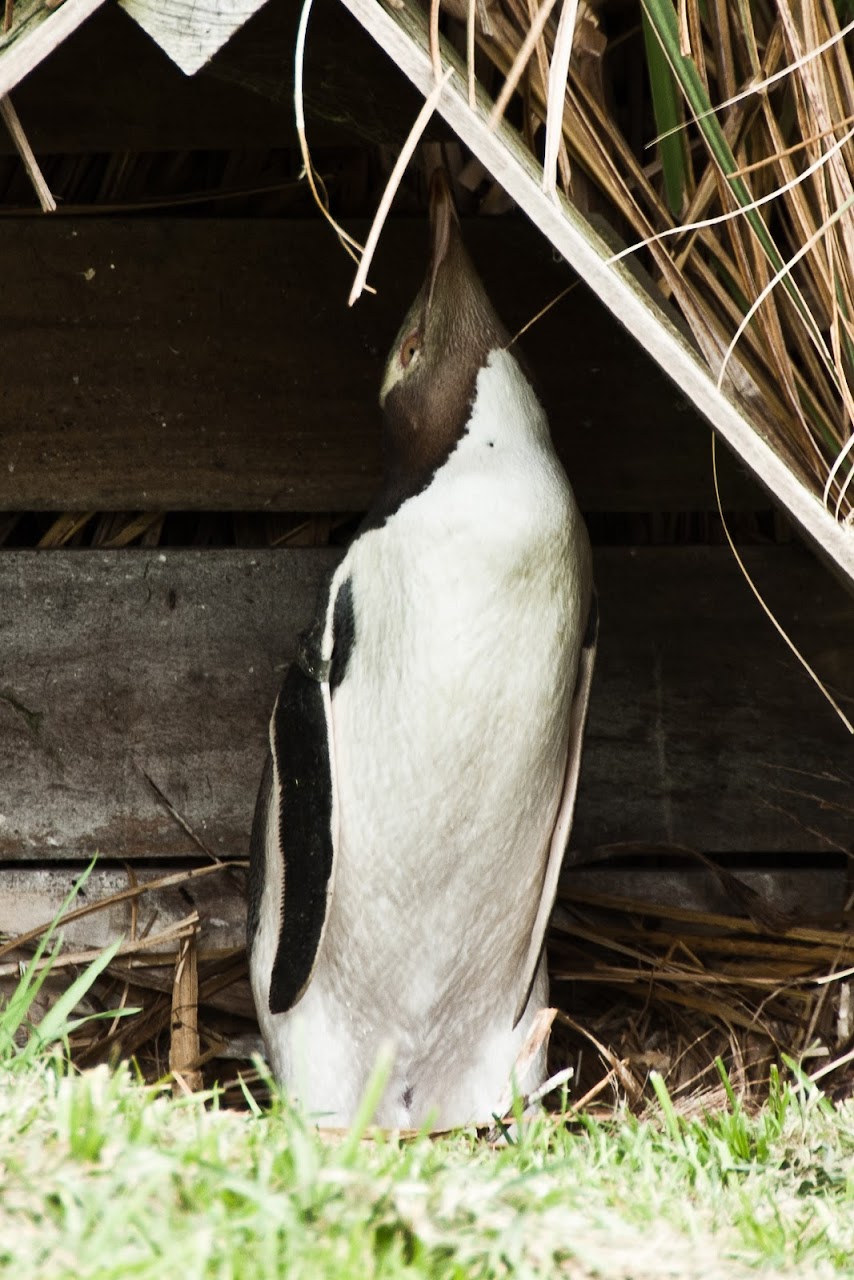 Yellow eyed penguin
