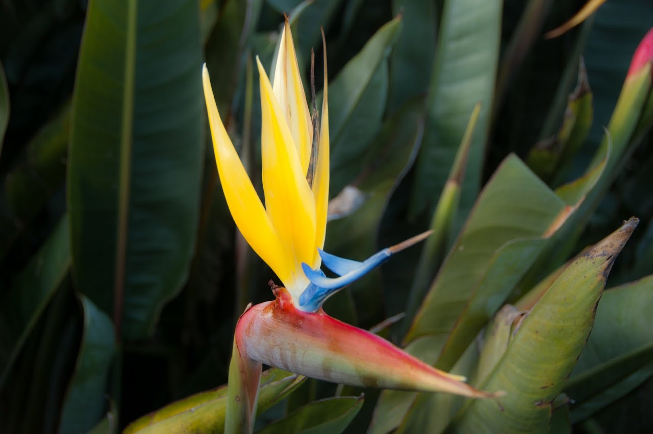 Mandela flower