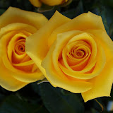 RIDEYELLOW Photo link