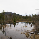 wetlands area