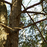 Squirrel Hanging Out