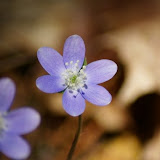 Pretty Flower
