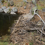 beaver dam
