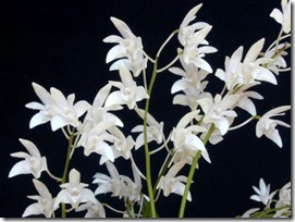 dendrobium flowers