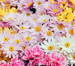 Flowers_33564528.jpg