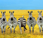 Zebra_33562734.jpg