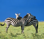 Zebra_33563127.jpg