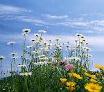 flower_33555237.jpg