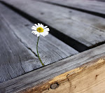 A lonely daisy_33566733.jpg
