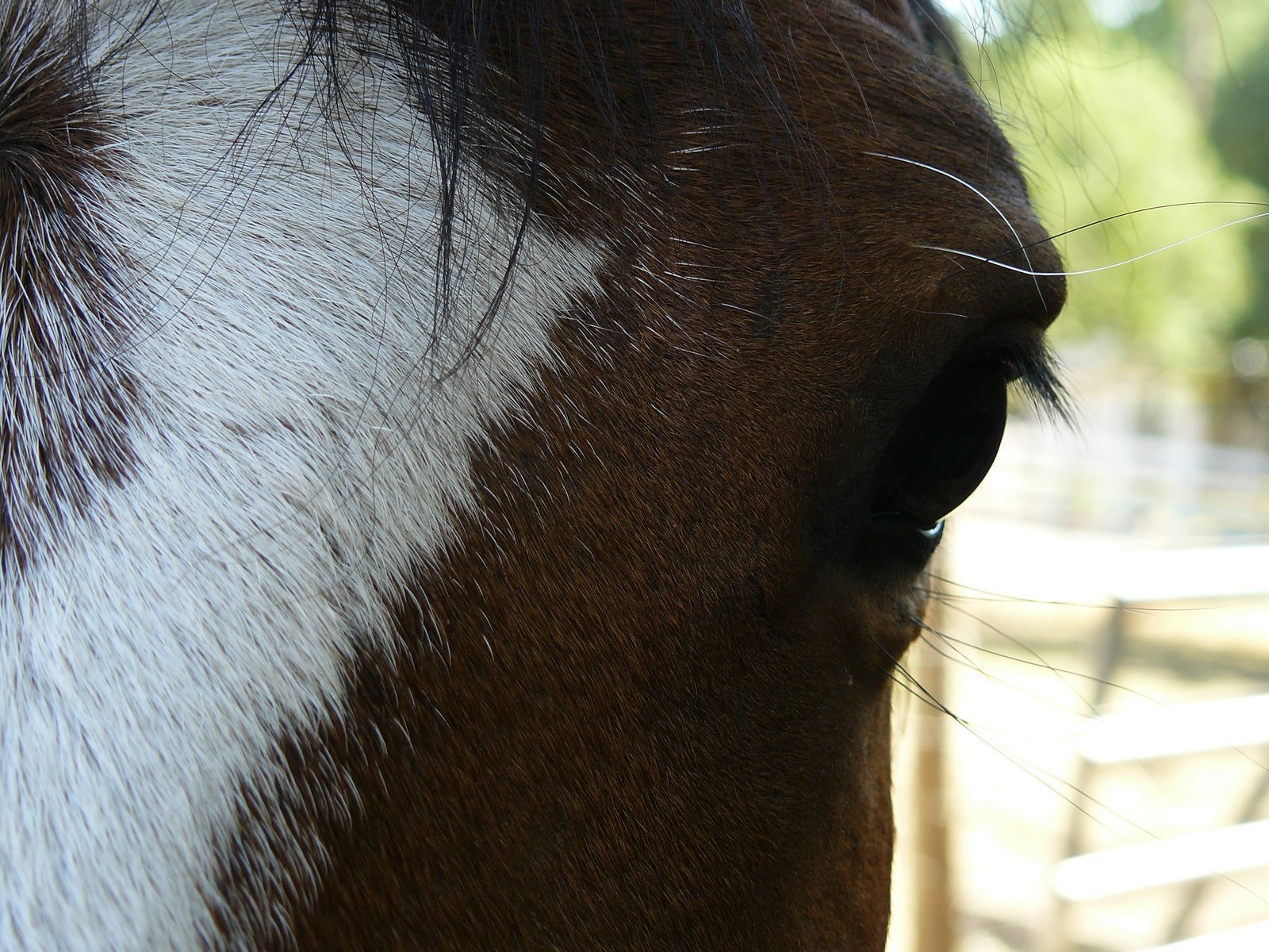[Pony+Pics+013.JPG]