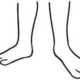 EL CUERPO HUMANO