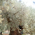 ElMilDelPoaig-16.jpg