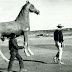 Magnum08.jpg