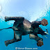 Indian elephant swimming underwater, seen from below, India. Elephas maximus