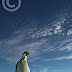 Emperor penguin, Cape Washington,  Antarctica. Aptenodytes forsteri