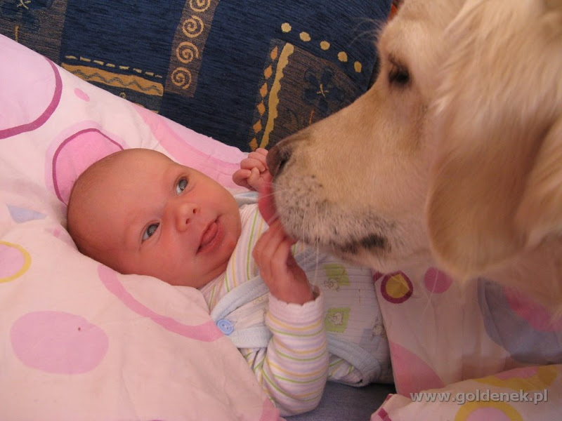 Golden Retriever i 1,5 tygodniowe dziecko