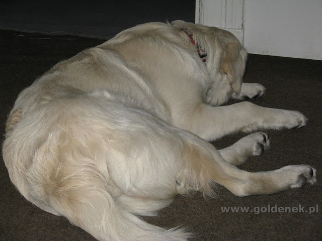 Golden Retriver sen