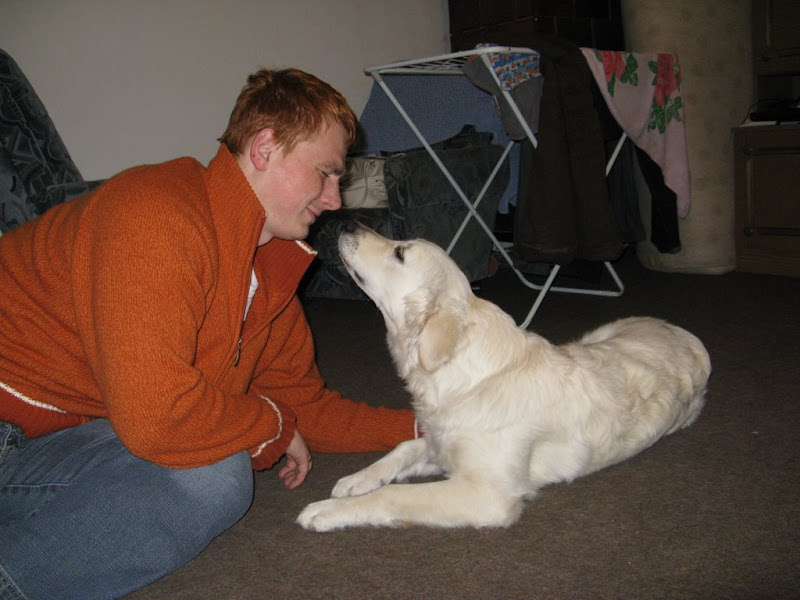 Golden Retriver z tatą