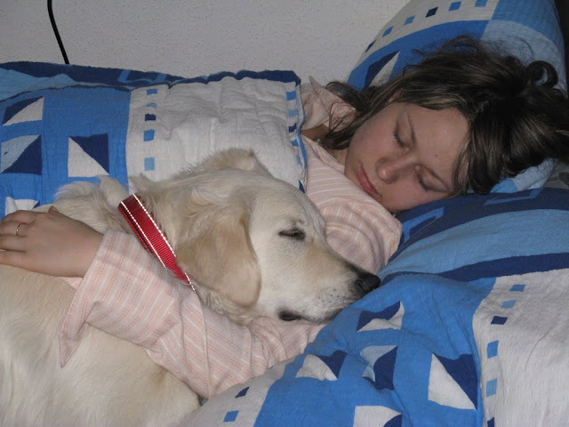 Golden Retriever śpi z mamą