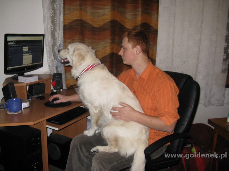 Golden Retriver komputer