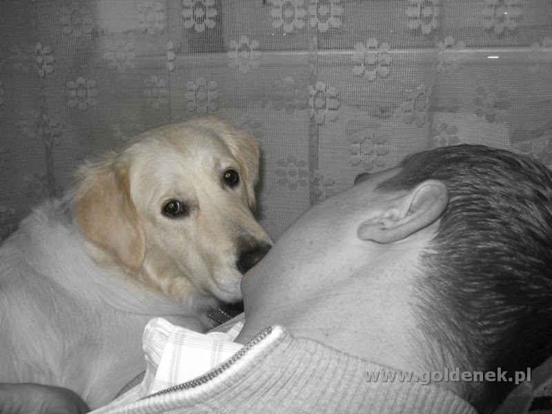 Golden Retriever ze swoim Panem