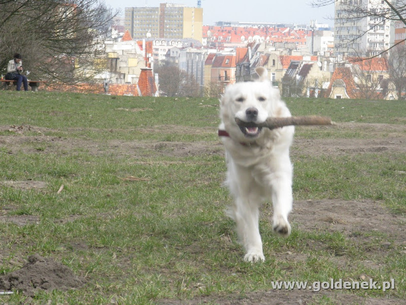 Golden Retriever z kijem