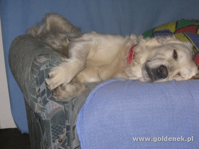 Golden Retriever śpi na łóżku