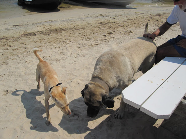 dogs