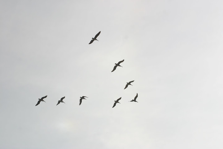 pelicans
