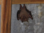 IMG_0272.JPG