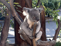 Koala_2.jpg