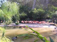 Flamingos_1.jpg