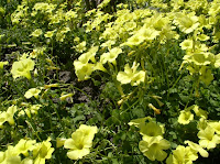 P1010009.JPG