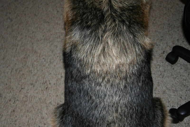 Losing fur German Shepherd Dog Forums