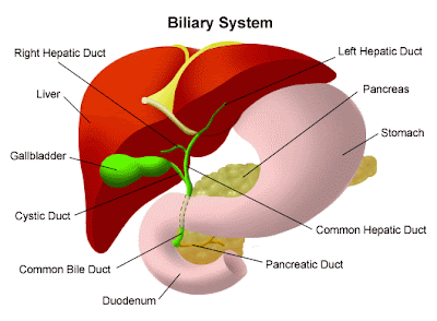 liver detoxification