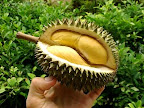 Thumbnail image for “The King Of Fruits” Is actually ok to eat! – The Glycimic Index Of Durians