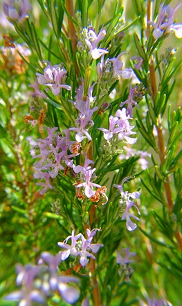 Flores de rosmaninho, perfume de pascoa e saudades