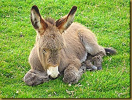 O burro caminhou mais um pouco e quando se aproximou da horta espantou-se quase fazendo cair o seu dono que reagindo ao acontecido disse bem alto para o burro, alma do diabo, quase me fazias cair!