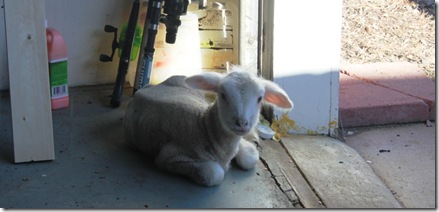 lamb help
