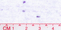 DOT-0035Bleached_Purple
