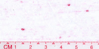 Bleached_Red1x3